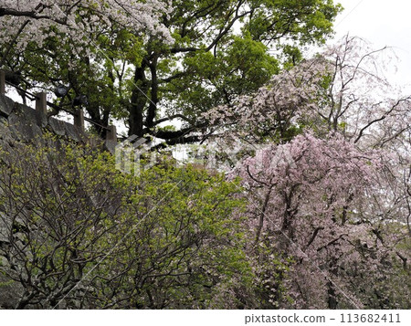 Weeping cherry blossoms and stone walls at Maizuru Park, Fukuoka Castle Ruins Weeping cherry blossoms and stone walls at Maizuru Park, Fukuoka Castle Ruins 113682411