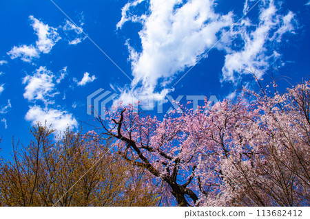 [Kyoto Scenery] Maruyama Park: Springtime Elegance: Cherry Blossoms in Full Bloom (Weeping Yoshino Cherry Blossoms) 113682412