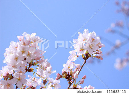 閃耀在藍天的櫻花 113682413