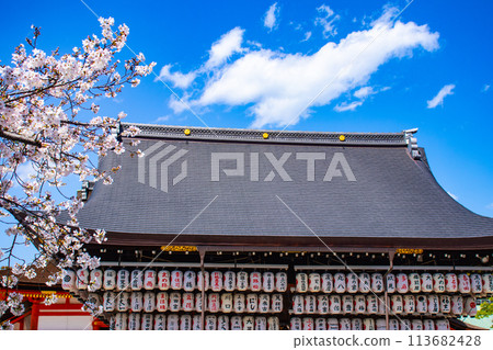 [Kyoto Scenery] Maruyama Park: Springtime Elegance: Cherry Blossoms in Full Bloom (Weeping Yoshino Cherry Blossoms) 113682428