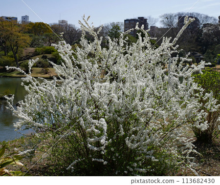Spiraea spicata in Rikugien Garden 113682430