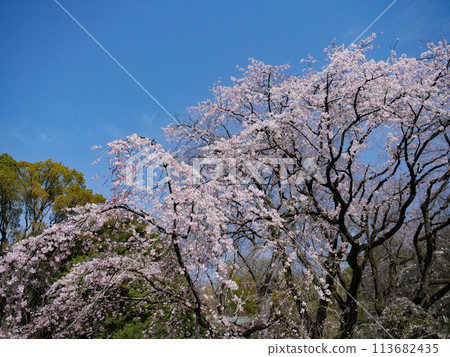 Spring weeping cherry blossoms at Rikugien Garden Spring weeping cherry blossoms at Rikugien Garden 113682435