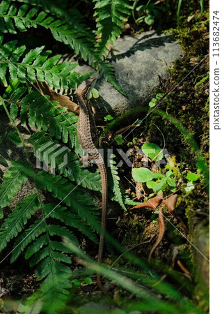 日本假名蛇 113682474