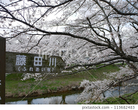 藤田川接觸櫻花 藤田川接觸櫻花 113682483