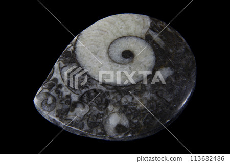 菊石海的歷史 菊石海的歷史 113682486