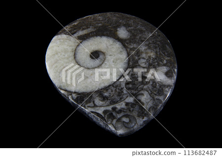 ammonite sea history ammonite sea history 113682487