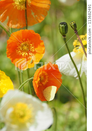 Eurema moniliforme and poppy flowers Eurema moniliforme and poppy flowers 113682491