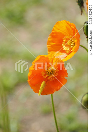 Two orange poppies and a butterfly Two orange poppies and a butterfly 113682492