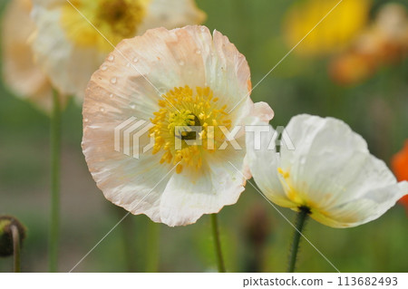 Two white poppy flowers Two white poppy flowers 113682493