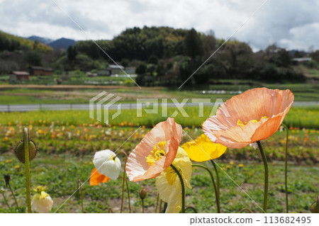 罌粟花和飛鳥風景 罌粟花和飛鳥風景 113682495