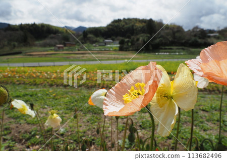 罌粟花和飛鳥風景 113682496