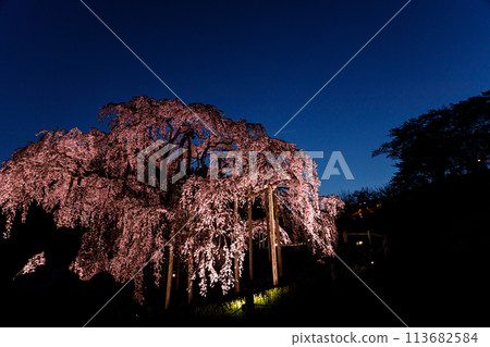 The beautiful and fantastically lit up Takizakura in Miharu, Fukushima The beautiful and fantastically lit up Takizakura in Miharu, Fukushima 113682584