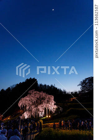 The beautiful and fantastically lit up Takizakura in Miharu, Fukushima The beautiful and fantastically lit up Takizakura in Miharu, Fukushima 113682587