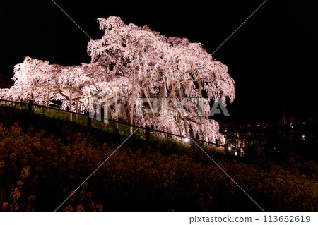 The beautiful and fantastically lit up Takizakura in Miharu, Fukushima The beautiful and fantastically lit up Takizakura in Miharu, Fukushima 113682619