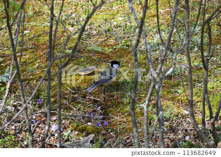 White wagtail at Tojogaoka Historical Park White wagtail at Tojogaoka Historical Park 113682649