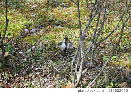 White wagtail at Tojogaoka Historical Park White wagtail at Tojogaoka Historical Park 113682650