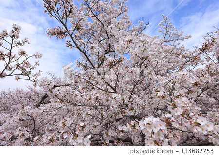 Cherry tree 97 Cherry tree 97 113682753