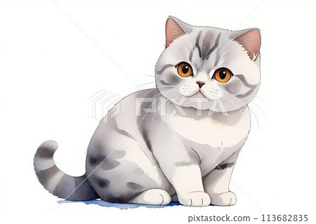 British shorthair sitting 113682835