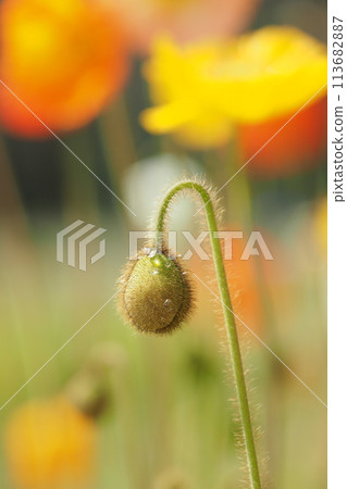 Poppy bud with water drops 113682887