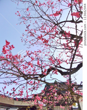 北野天滿宮的紅梅 北野天滿宮的紅梅 113682944