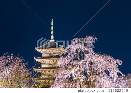 Toji Temple - Illuminated cherry blossoms at night - Five-story pagoda and Fujizakura in full bloom Toji Temple - Illuminated cherry blossoms at night - Five-story pagoda and Fujizakura in full bloom 113682949