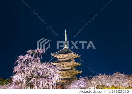 東寺、夜櫻、五層寶塔、富士櫻花盛開 113682950