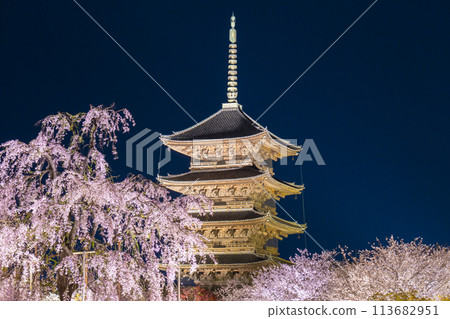 東寺、夜櫻、五層寶塔、富士櫻花盛開 113682951
