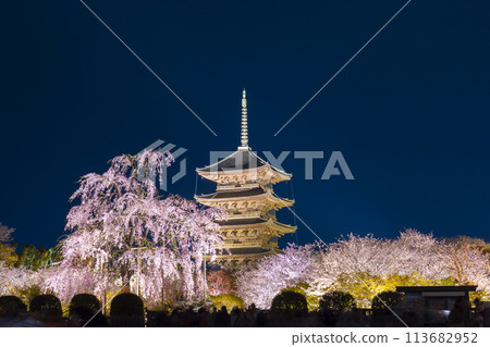 東寺、夜櫻、五層寶塔、富士櫻花盛開 東寺、夜櫻、五層寶塔、富士櫻花盛開 113682952
