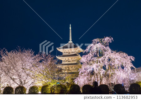 東寺、夜櫻、五層寶塔、富士櫻花盛開 113682953