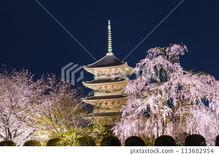 Toji Temple - Illuminated cherry blossoms at night - Five-story pagoda and Fujizakura in full bloom Toji Temple - Illuminated cherry blossoms at night - Five-story pagoda and Fujizakura in full bloom 113682954
