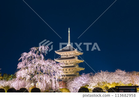 東寺、夜櫻、五層寶塔、富士櫻花盛開 113682958
