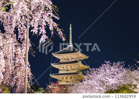 Toji Temple - Illuminated cherry blossoms at night - Five-story pagoda and Fujizakura in full bloom Toji Temple - Illuminated cherry blossoms at night - Five-story pagoda and Fujizakura in full bloom 113682959