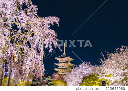 東寺、夜櫻、五層寶塔、富士櫻花盛開 113682960