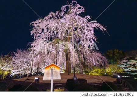 東寺，夜晚的櫻花燈火通明，富士櫻花盛開 113682962