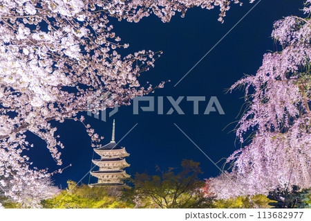 Toji Temple - Night cherry blossom illumination - Five-story pagoda and cherry blossoms in full bloom Toji Temple - Night cherry blossom illumination - Five-story pagoda and cherry blossoms in full bloom 113682977