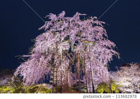 東寺,夜晚的櫻花燈火通明,富士櫻花盛開 東寺,夜晚的櫻花燈火通明,富士櫻花盛開 113682978