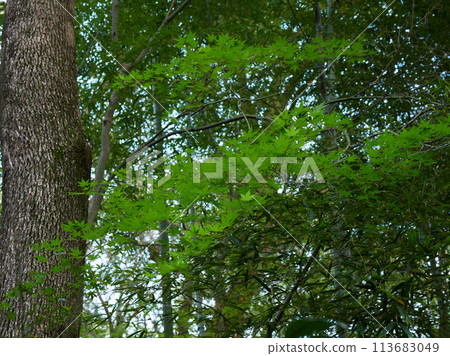 Fresh green forest scenery in spring park 113683049