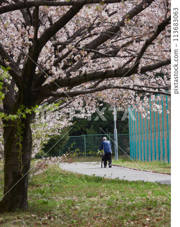 A senior man taking a walk in a spring park with cherry blossoms in full bloom A senior man taking a walk in a spring park with cherry blossoms in full bloom 113683063