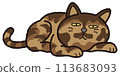 A tortoiseshell cat is lying down and relaxing. 113683093