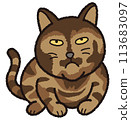 The tortoiseshell cat is curled up well. 113683097