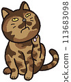 The tortoiseshell cat is scratching its neck with its hind legs. 113683098