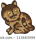 The tortoiseshell cat is looking curiously at his tail. 113683099