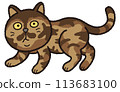 The tabby cat stopped and stared at something. 113683100