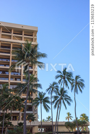 Palm trees shining in the blue sky 113683219