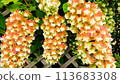 Kashiwaba繡球花 113683308