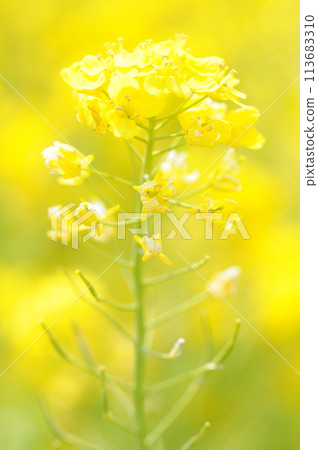 Rape blossoms vertical composition 113683310