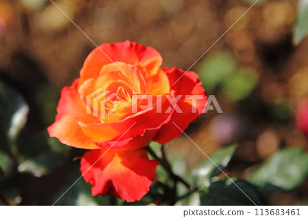 Arao City Ominous Citizen Flower Bed Rose Flower, 113683461