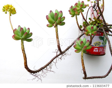 Enjoying hanging succulents 113683477