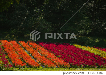 Feathered celosia flowers blooming in autumn forest park 113683482