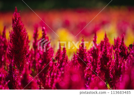 Feathered celosia flowers blooming in autumn forest park Feathered celosia flowers blooming in autumn forest park 113683485